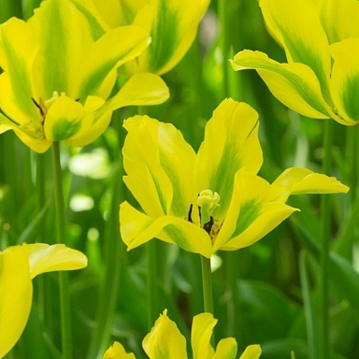 Formosa Tulip Bulbs