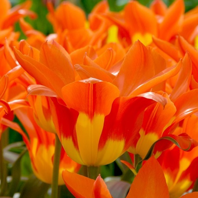 Juan Tulip Bulbs