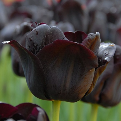 Paul Scherer Tulip Bulbs