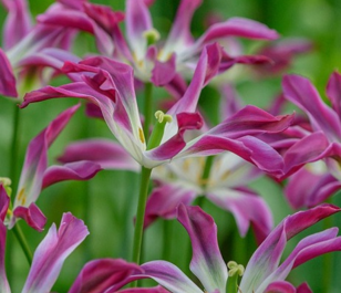 Purple Dance Tulip Bulbs