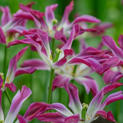 Purple Dance Tulip Bulbs