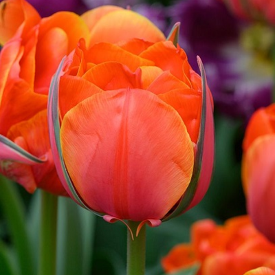 Queensday Tulip Bulbs