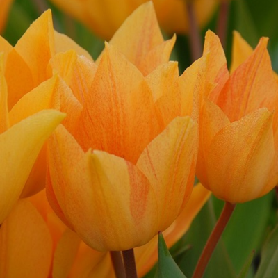 Praestans Shogun Tulip Bulbs