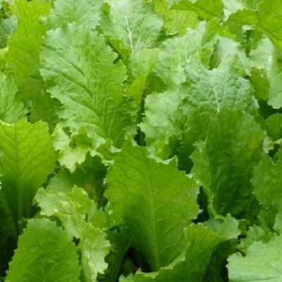 Tyfon, Stubble Turnip