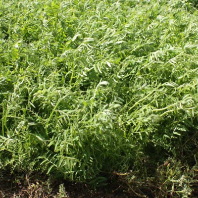 NACRE Winter Vetch Seed (Vicia sativa)