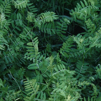 VILLANA Hairy Vetch Seed (Vicia villosa)