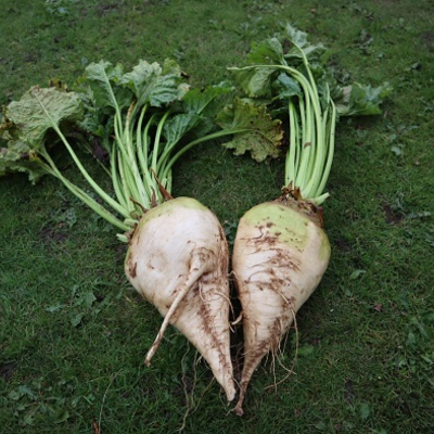 Viridis Fodder Beet