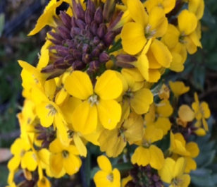 Wallflower, Wild (Cheiranthus cheiri) Plant