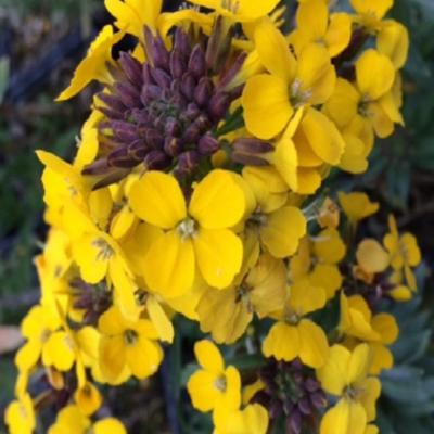 Wallflower, Wild (Cheiranthus cheiri) Plant