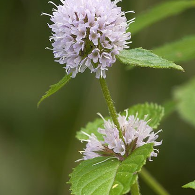 Mint, Water (Mentha aquatica) Plant