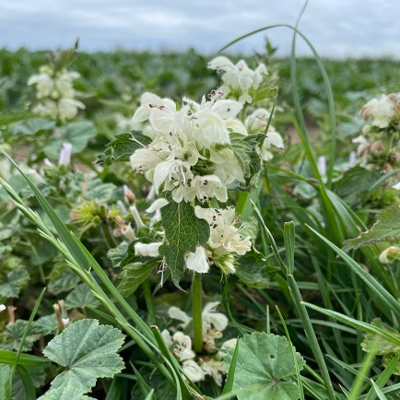 White Deadnettle (Lamium Album) Plant