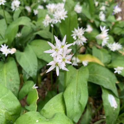 BS Wild Garlic - Ramsons 'In The Green' (Allium ursinum)