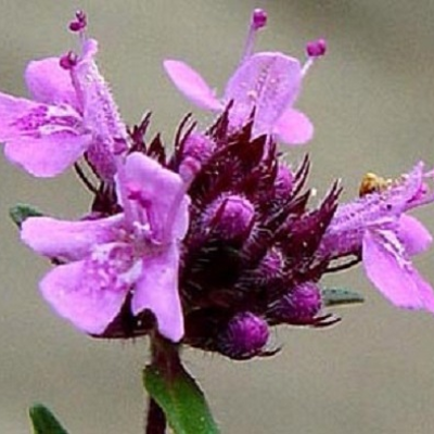 Thyme, Wild (Thymus polytrichus) Plant