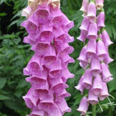 Foxglove, Wild (Digitalis purpurea) Plant