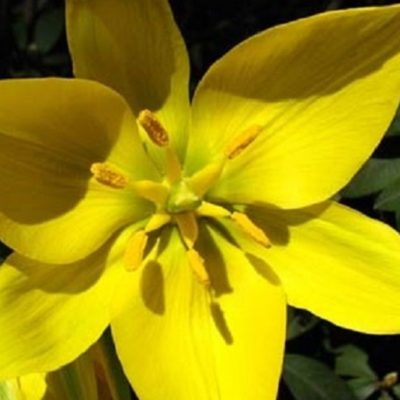 BS Wild Tulip Bulbs 'In The Green' (Tulipa sylvestris)