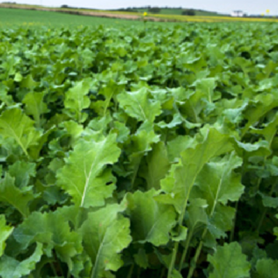 Winter Feed Mix