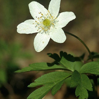 BS Wood Anemone Rhizomes (Anemone nemorosa)
