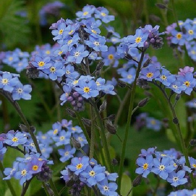 Forget-me-not, Wood (Myosotis sylvativa) Plant