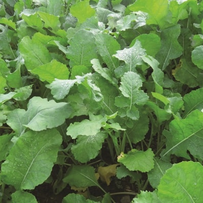 Zoom Brassica Mixture