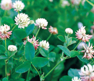 Alsike Clover Seed