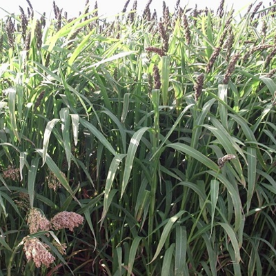 Ambush Millet Mix