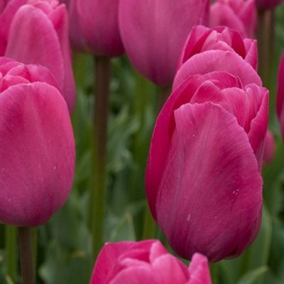 Barcelona Tulip Bulbs