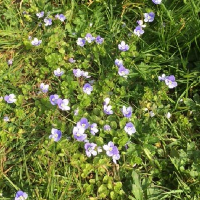 Speedwell, Birdseye (Veronica chamaedrys) Plant - Boston Seeds