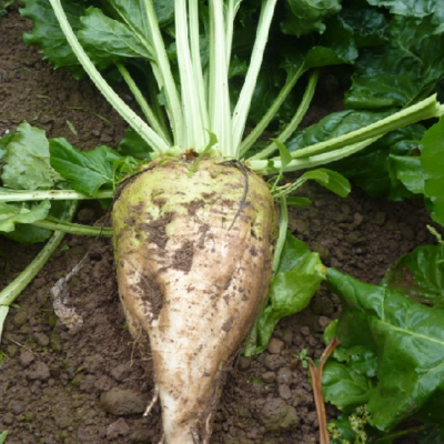 Blizzard, Fodder beet