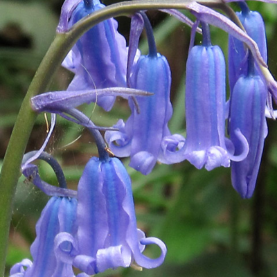 BS Bluebell Bulbs 'In The Green' (Hyacinthoides non-scripta)