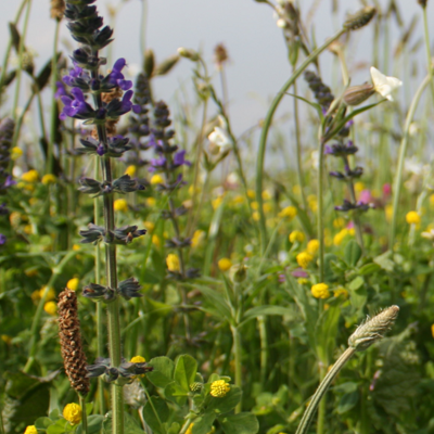 BS1P 100%: Traditional Wildflower Seeds