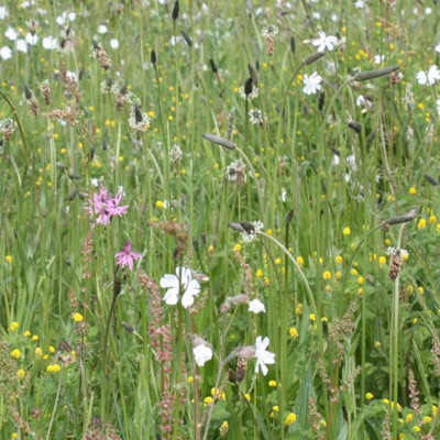 BS4M: Loam & Alluvial Soils Wildflower Seeds