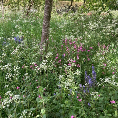 BS8P 100% Woodland & Heavy Shade Wildflower Seed