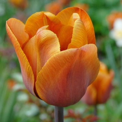 Cairo Tulip Bulbs