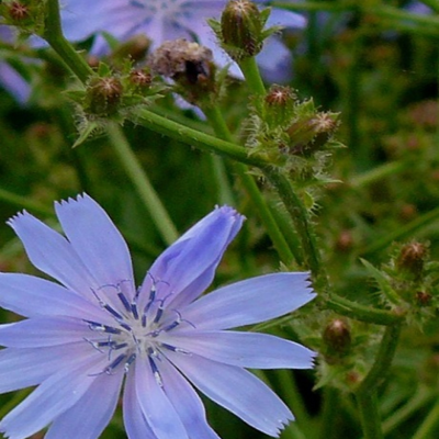 Chicory (Cichorium intybus) Plant