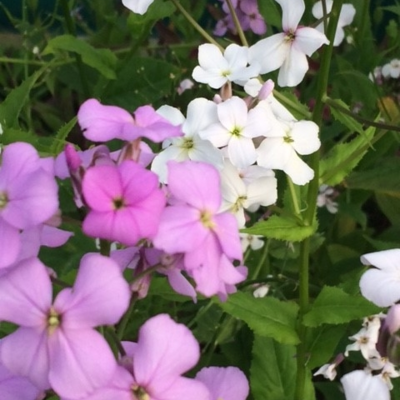 Dames Violet (Hesperis Matronalis) Plant