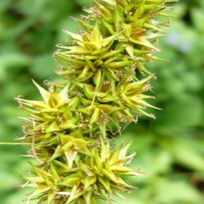 Sedge, False Fox (Carex otrubae) Plant