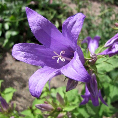 Bellflower, Giant (Campanula latifolia) Plant - Boston Seeds