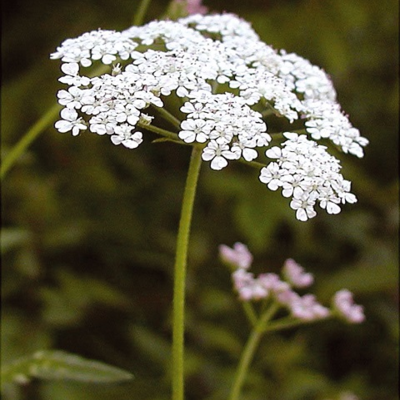 Upright Hedge Parsley (Torilis japonica) Plant