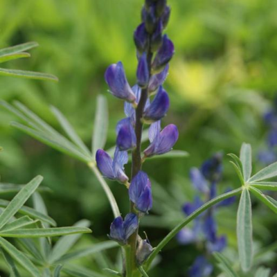 Blue Lupin (Lupinus augustifolious) - Boston Seeds