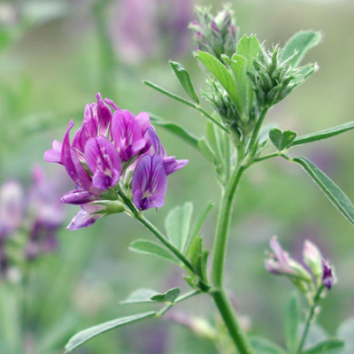 Lucerne Seed (Medicago sativa)