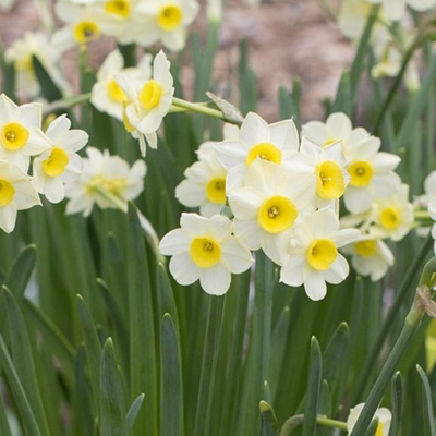 Minnow Narcissi Bulbs