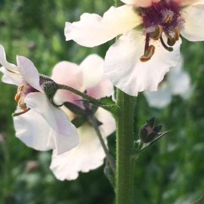 Mullein, Moth (Verbascum blattaria) Plant