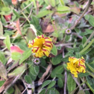 Mouse-Ear Hawkweed (Hieracium Pilosella) Plant