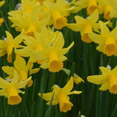 February Gold Narcissi Bulbs