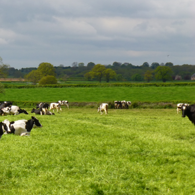 BS Overseeder - Cut and Graze Ley Mixture