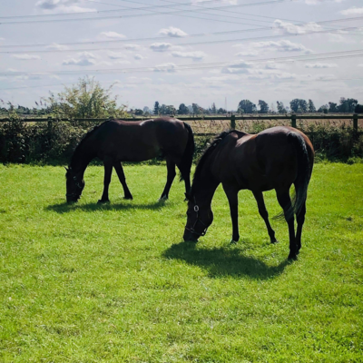 BS Choice Horse Paddock Grass Seed