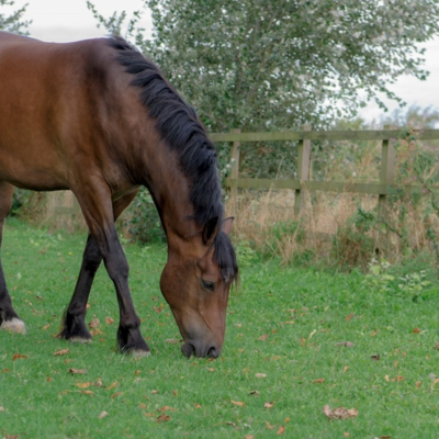 Paddock Repair Grass Seed