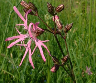BS Wetland Areas Wildflower Plant Collection