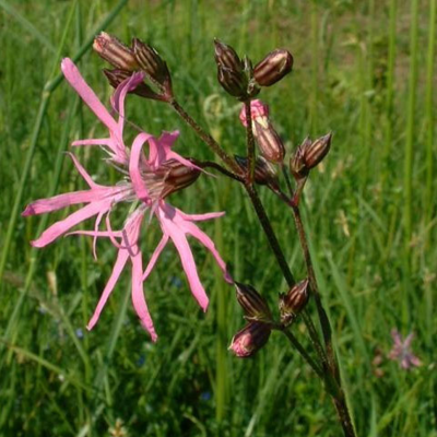 BS Wetland Areas Wildflower Plant Collection