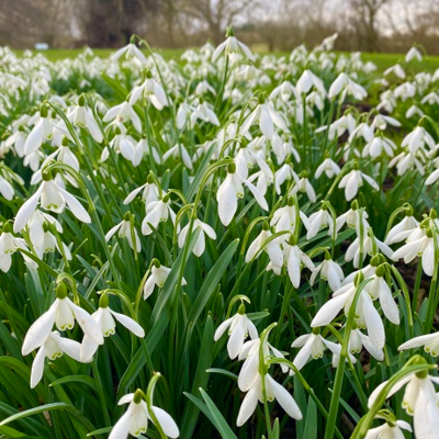 BS Single Snowdrop Bulbs 'In The Green' (Galanthus nivalis)